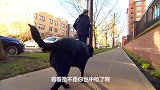 不是什么人都适合养狗的，比如有几类人就不能养，你中枪了吗？