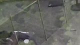 动物：老鹰擒住巨蜥，将其当成“滑板”在地上摩擦，看着都疼