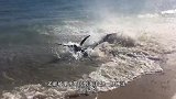 10吨重鲸鱼搁浅在海滩，非洲人一天将肉分光，镜头全程记录