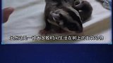 人类尝试驯化的4种最奇怪的动物