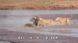 鳄鱼企图捕食狮子幼崽,惨遭发飙母狮围殴咬死，镜头记录全过程