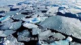 海象不顾危险，纷纷从百丈悬崖跳下，这是为何？