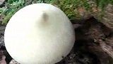 你们说蘑菇是亮点还是蚊子是亮点