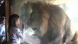 小女孩隔着玻璃给了狮子一个吻，下一秒，狮子反应笑翻众人
