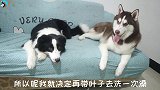 边牧快要当妈妈了，主人带它去洗香香，做好卫生防护！
