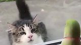 鹦鹉：鹦鹉的智商真的比猫要高好多呀！看鹦鹉都把猫逗傻了！