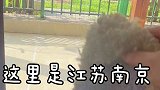 晒地毯晒出了三个小可爱