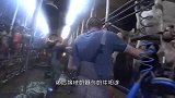 全自动奶牛场挤奶过程，效率是人工的几十倍，就是让人心疼奶牛