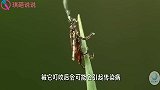 虫子钻进肉里了，记住不要用手抓，一根绳子就够了