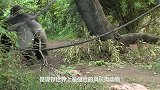 银背大猩猩靠近鹅的领地，竟被鹅一路狂追，镜头拍下全过程！