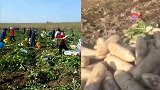 200亩萝卜被薅菜农损失惨重：种地成本21万收回500元