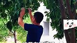 消防队后院的柚子还没熟，已经被大家写上名字瓜分