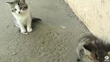 经常投食的好心人，获得猫妈妈的信任，小猫任你抚摸