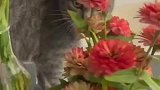 猫咪每天都会送花到女朋友家里，主人会把它送的花精心插好