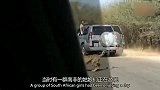 黑斑羚被猎豹追捕 被逼无奈跑进游客车内