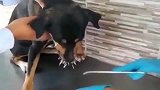 刺猬也敢去咬,真的是狗胆啊!