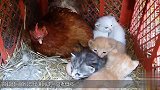不务正业的老母鸡 给别的动物当妈 网友：当后妈上瘾