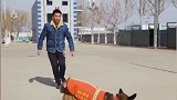 消防队员休假归队，看到爱犬后超兴奋，随后爱犬的举动令人哭笑不得消防员 警犬