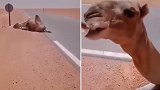 阿尔及利亚：一只骆驼热晕在路边，气温高达60度