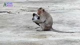 瞧！猴妈气急了，忍无可忍无需再忍