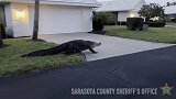 佛罗里达州一3米长鳄鱼在社区出现 被拍到从居民家门前爬过