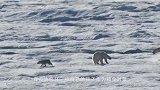 北极熊饿到失去了理智，连自己亲生孩子都吃，让人痛心！