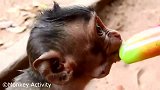 雪糕的诱惑，孤儿猴抵挡不住啊