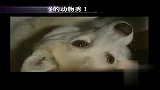 爱宠一刻-日本千奇百怪的动物秀