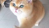 自己会用手手吃东西的小猫咪