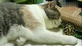 喵星人睡觉时，被小乌龟吵醒了，猫咪：乖，别闹，快睡