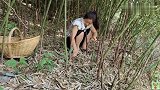 雨后竹笋蹭蹭破土而出，胖姐瘦妹一人拔一竹筐，韭菜炒笋真好吃