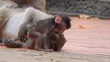 猴宝宝索菲亚又困又饿，但妈妈受伤了，妈妈只能趴着地上休息！