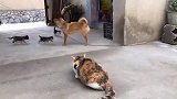 猫被拴住的狗子还敢跟我狂！