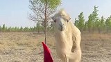 男子给骆驼喂辣椒，骆驼吃完也没有抗拒
