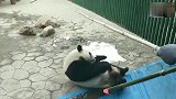 熊猫：都说熊猫永不为奴，饲养员拿出一颗苹果马上变成小哈巴狗