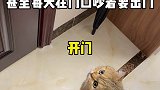 青春期的小猫咪都是这样的吗