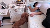 男主喝醉在睡觉，泰迪一直守在旁边不肯离开，看着让人心疼