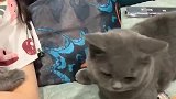 这个小猫太厉害，没想到它还能听懂主人说话，结果让人不敢相信！
