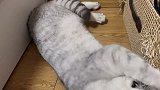 主人去上班，猫咪兴奋地开启癫狂模式，喵：我控制不住我自己