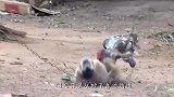 猴子抓住一只兔子搂在怀里不停蹂躏，兔子生无可恋了-猴哥求放过