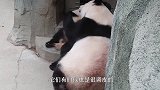 这垃圾桶是有多香，3只熊猫能抢成这样？网友：我家也有垃圾桶！