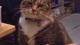 这猫为了生活已经不择手段了