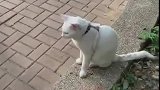 猫：快去给我买小鱼干，我在这儿等你！