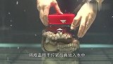 把章鱼放进罐子里，将盖子拧紧放入水中，章鱼能不能逃出来