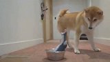 主人买了一条电动鱼玩具，会发声会震动，柴犬：根本没有在怕的