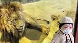 给大家看一下，动物园狮子的两副面孔