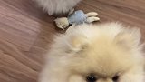 萌宠这个架打的措手不及