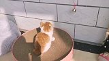 猫咪来我家的第七天，竟然能被一个铃铛玩坏，每天都能想到创意？