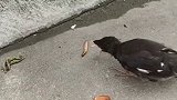 这绝对是一只笨鸟，竟然张开嘴等着虫子自己送嘴里来，无语了！