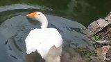 我家养的大鹅，居然不会游泳！